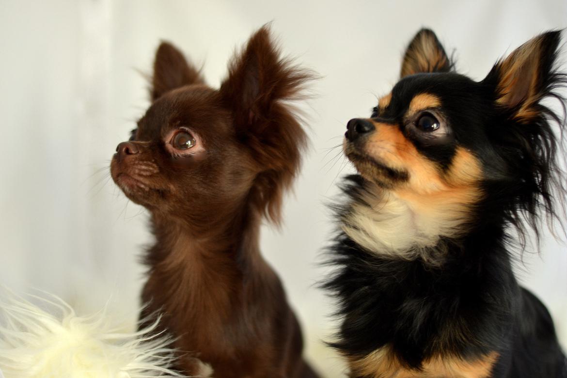 Chihuahua Mickey billede 4