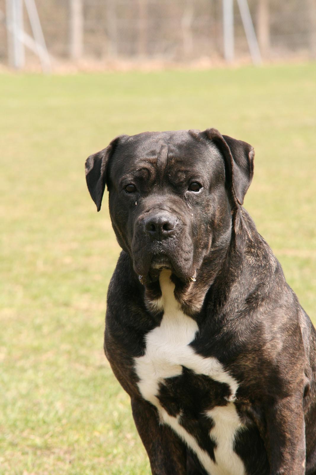 Cane corso Deva - over regnbuen - Lamto  billede 7