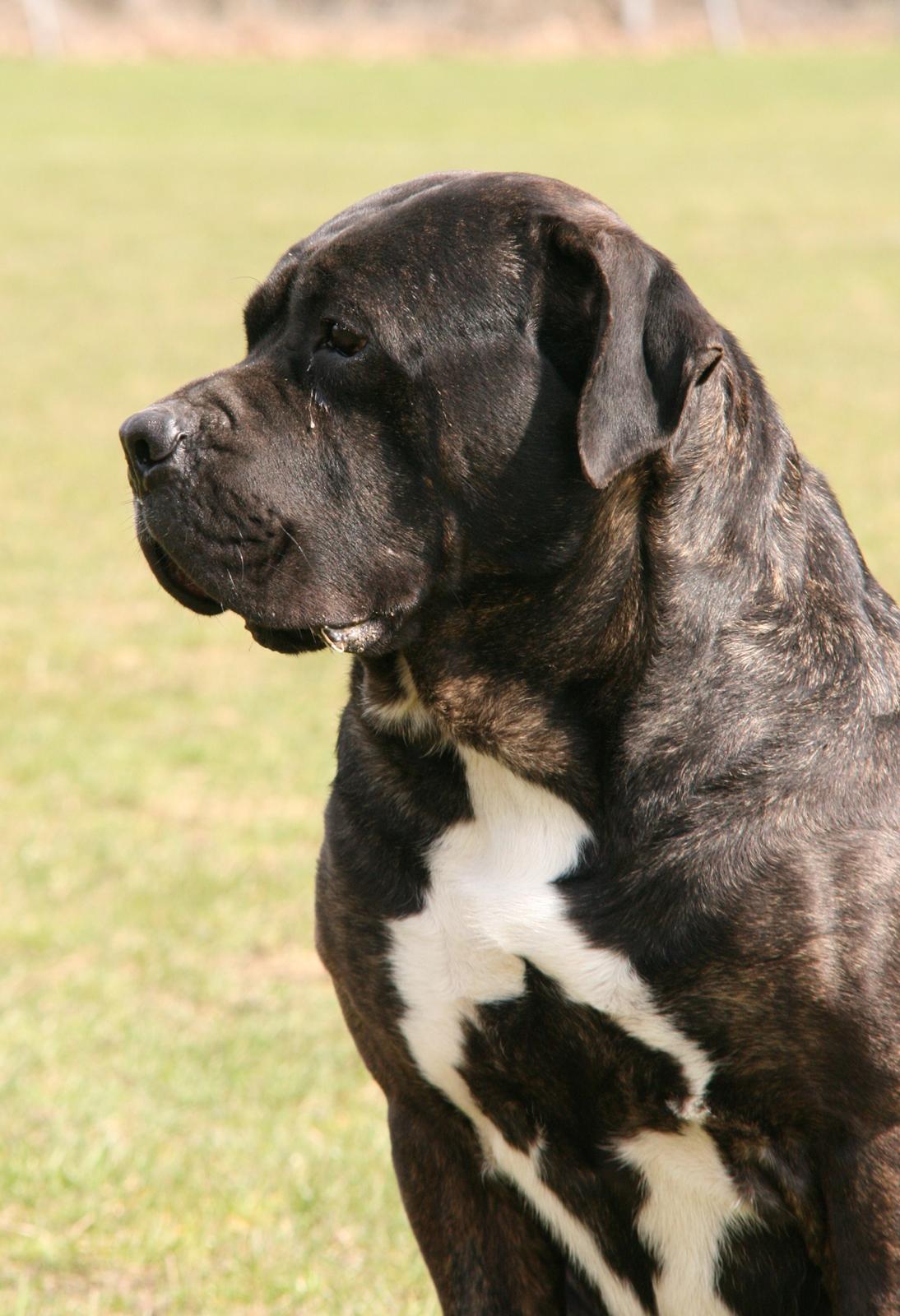 Cane corso Deva - over regnbuen - Lamto billede 8