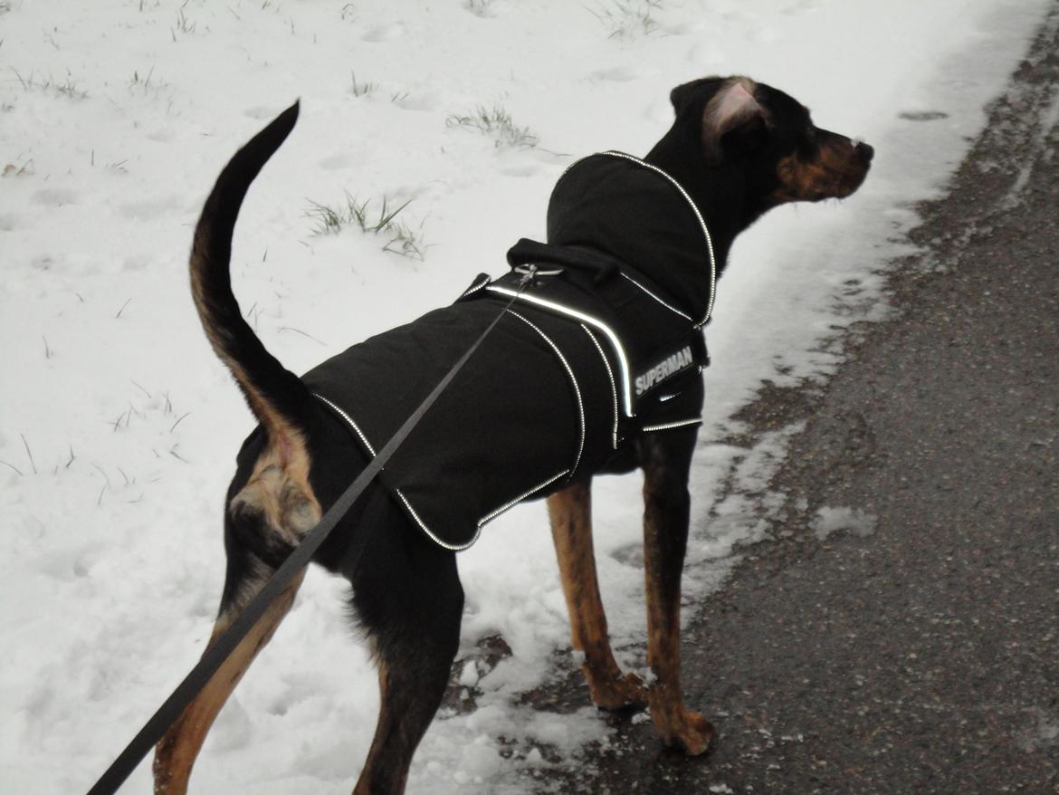 Blanding af racer Max <3 billede 19