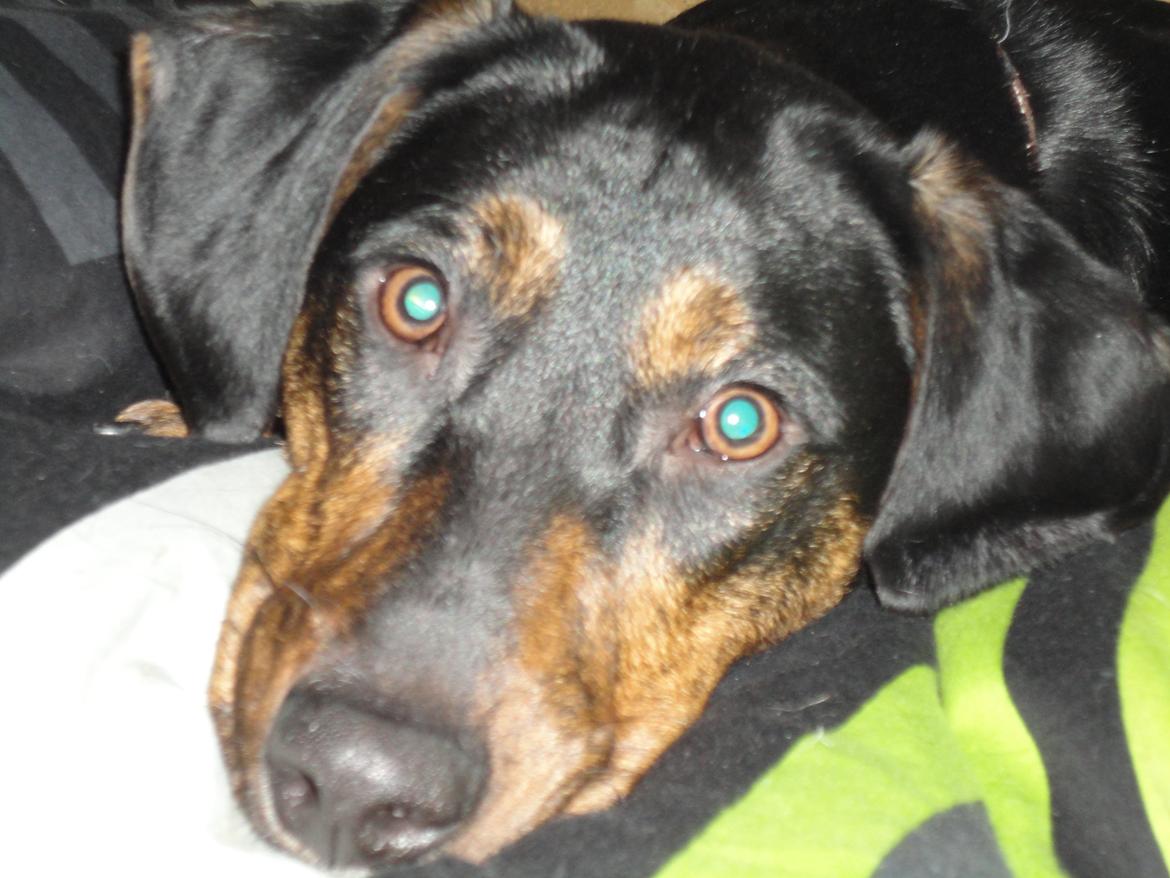 Blanding af racer Max <3 billede 20