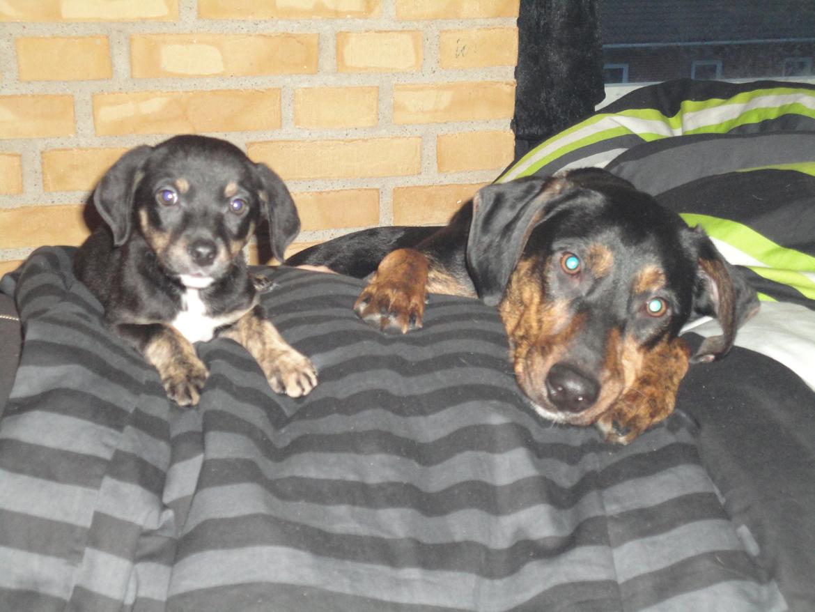 Blanding af racer Max <3 billede 1