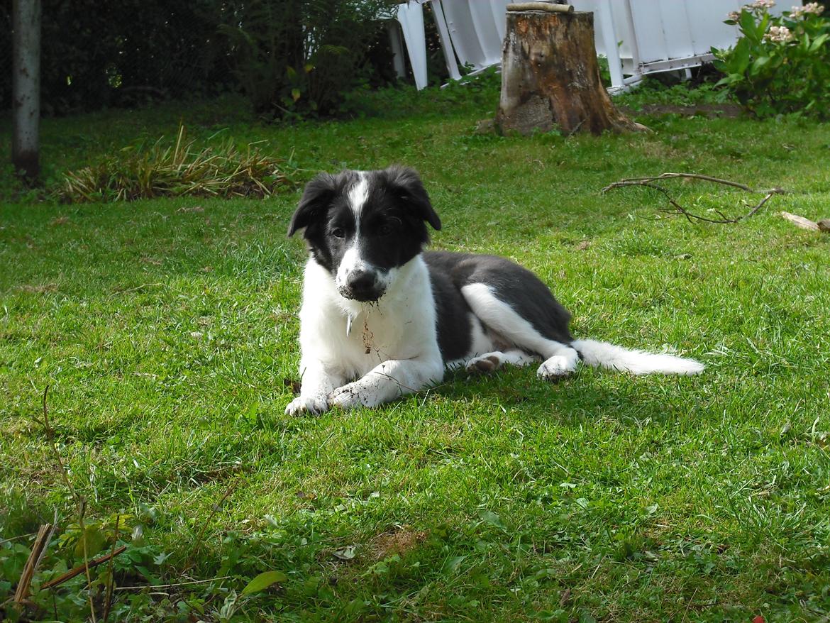 Border collie Meeko (Himmelhund) - 20/9-08 billede 18