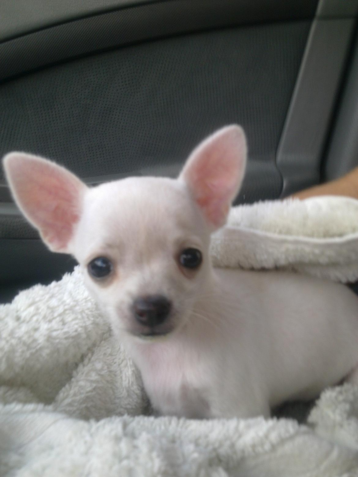 Chihuahua malou billede 1