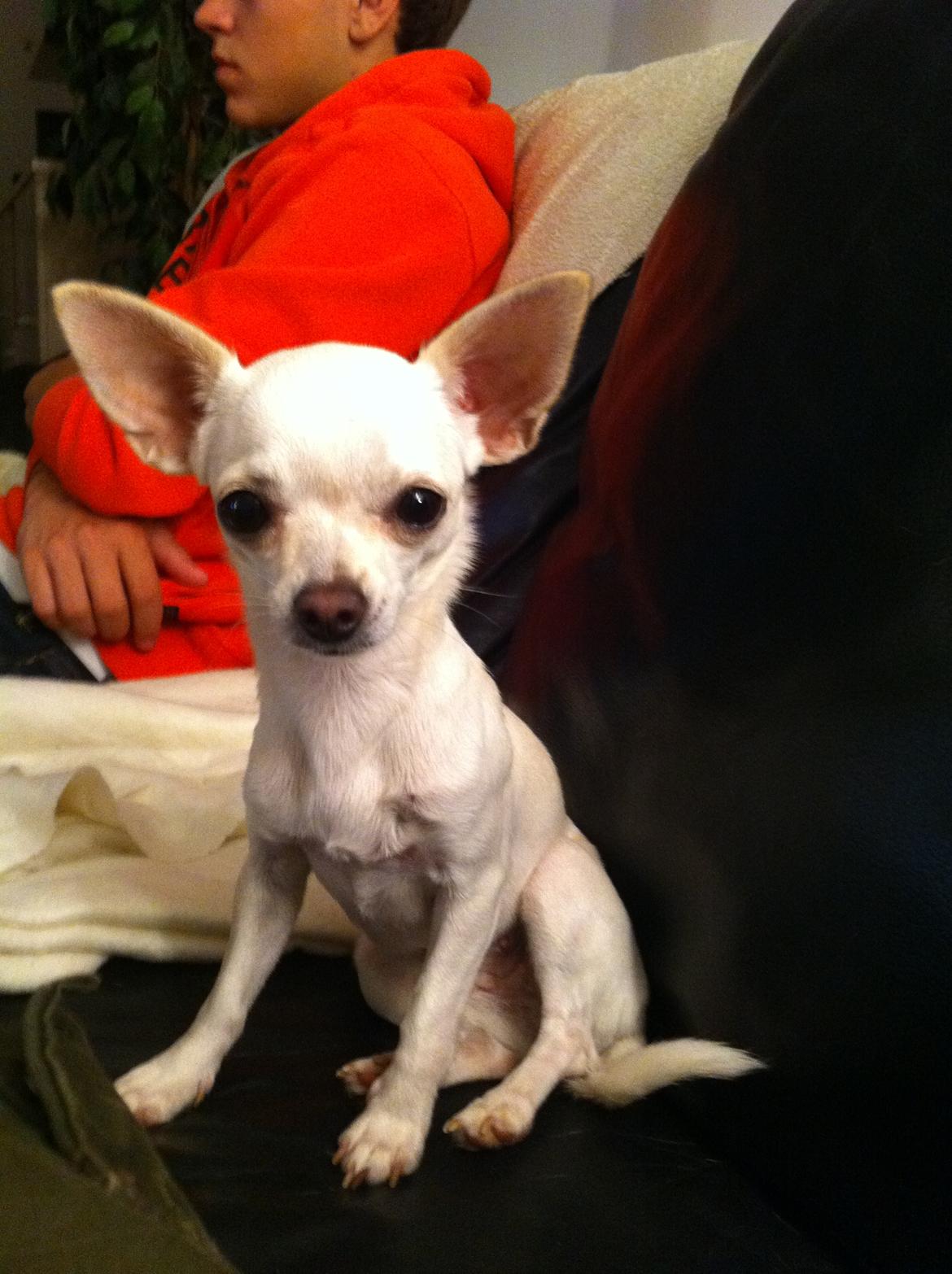 Chihuahua malou billede 2