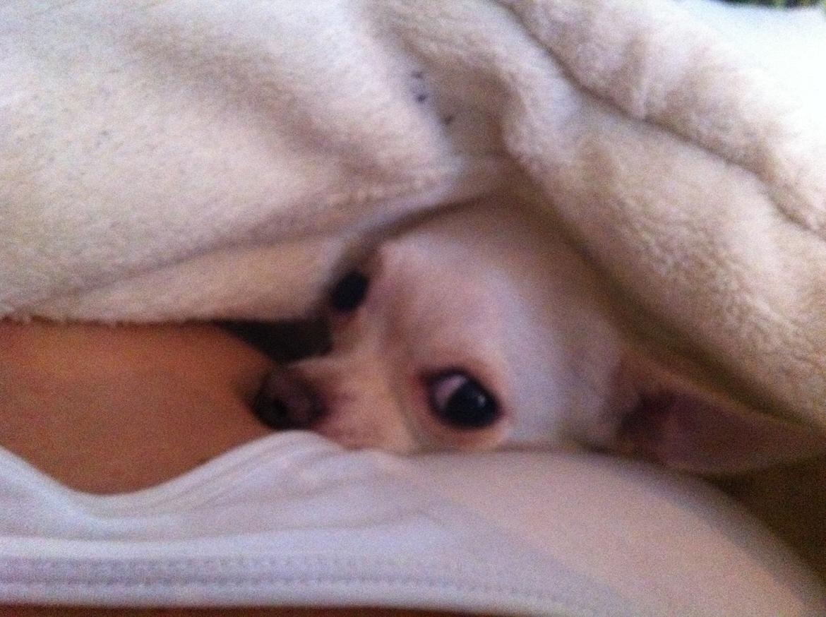 Chihuahua malou billede 3