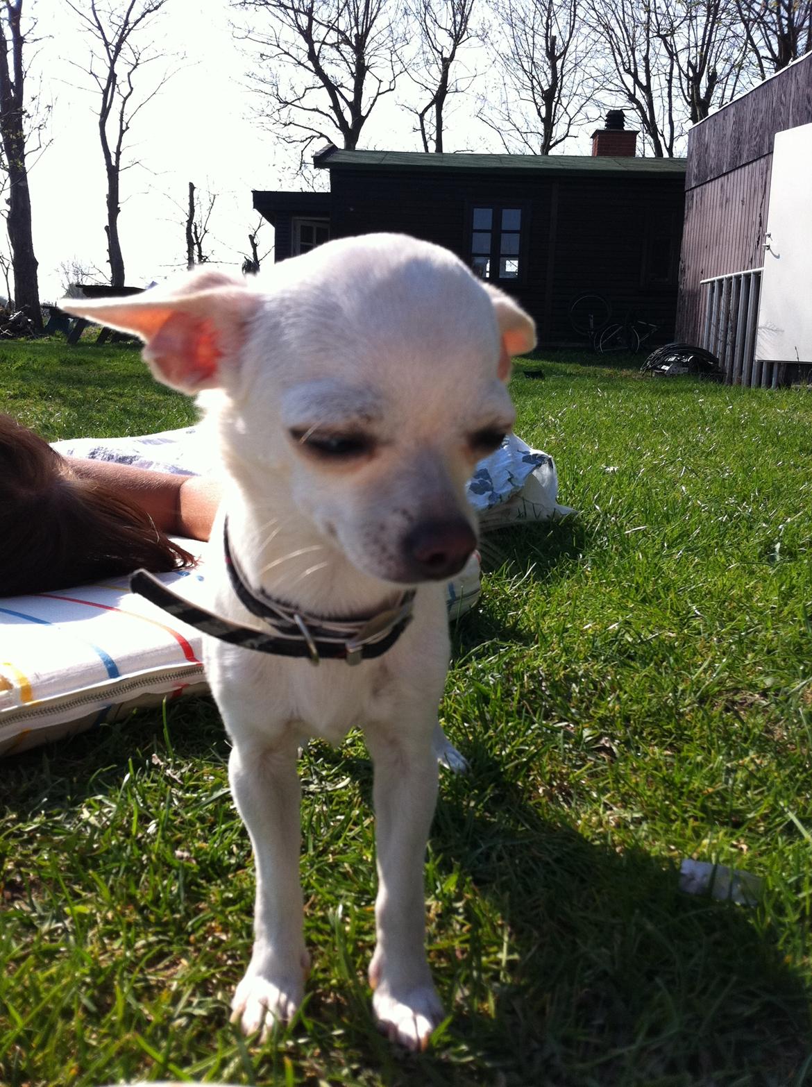 Chihuahua malou billede 4