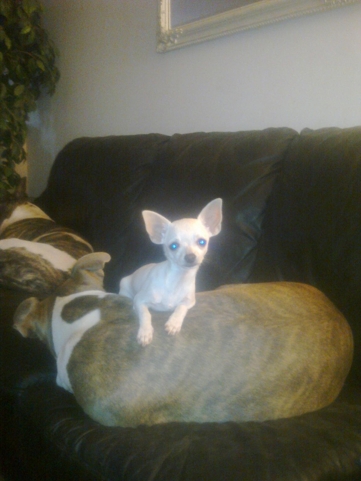 Chihuahua malou billede 5