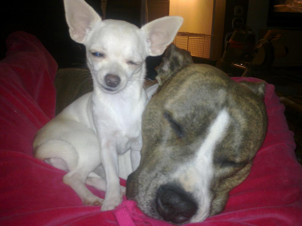 Chihuahua malou billede 6