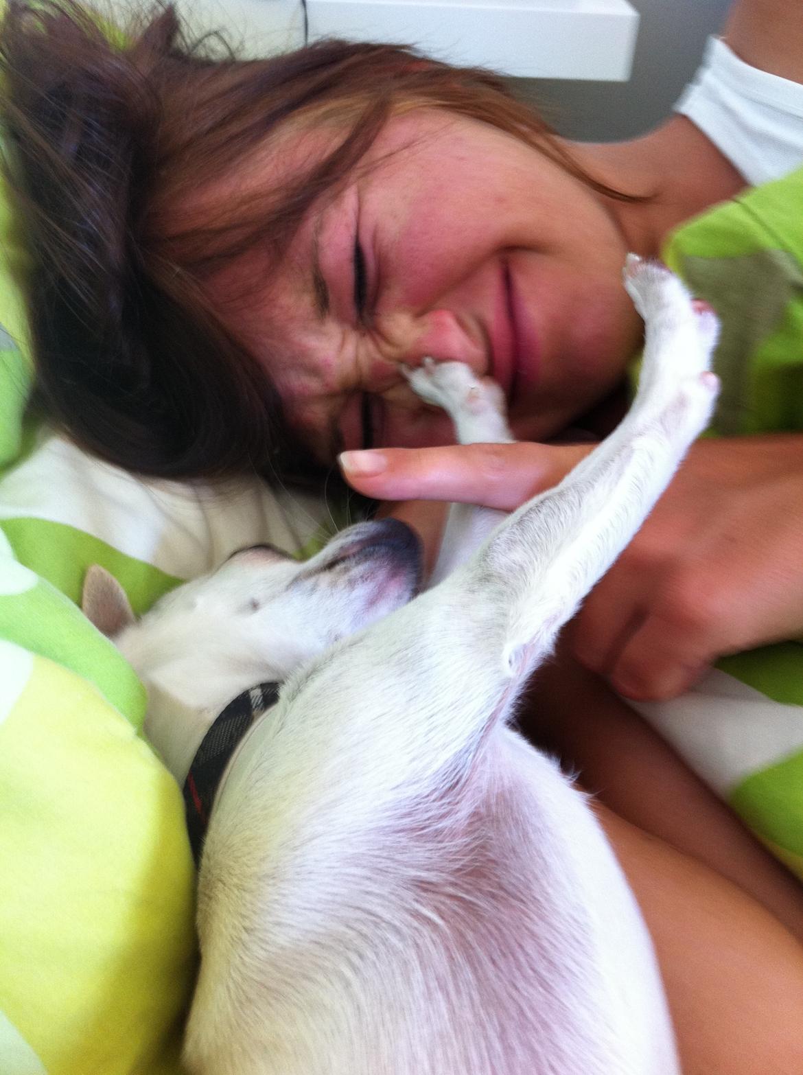 Chihuahua malou billede 7