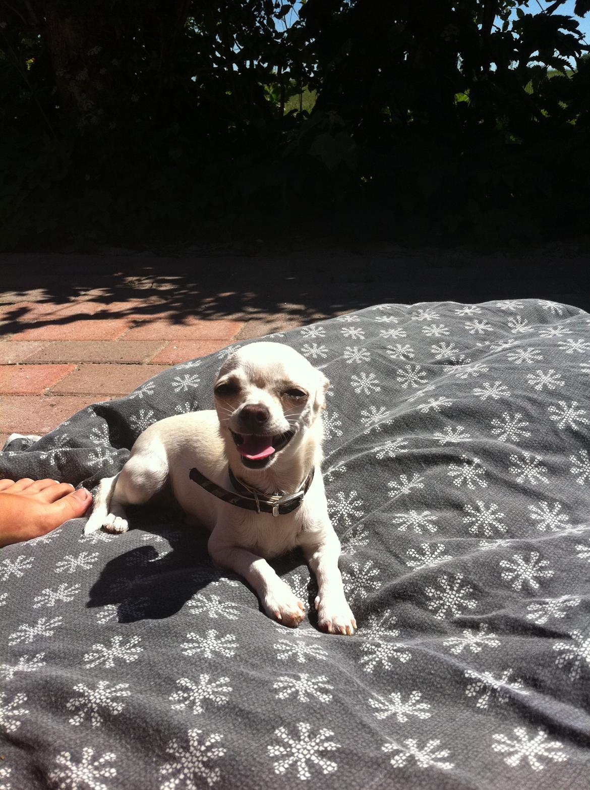 Chihuahua malou billede 8