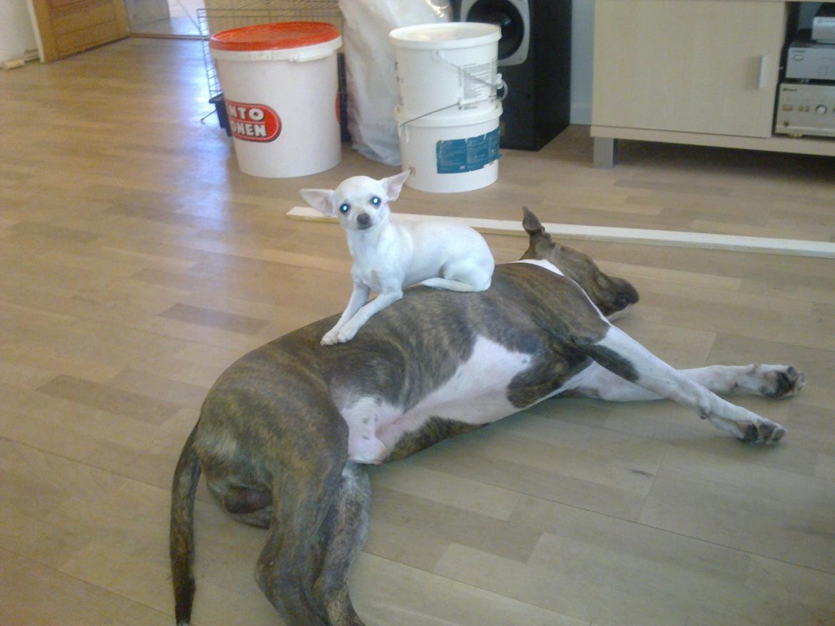 Chihuahua malou billede 9