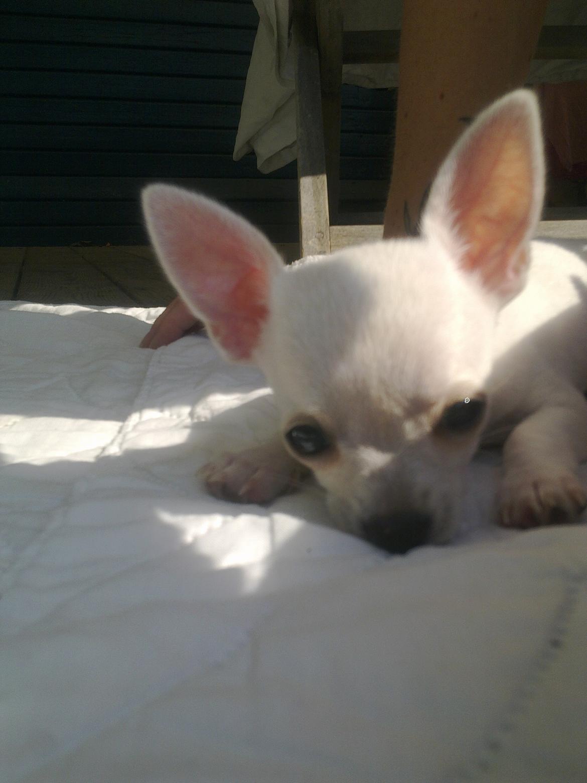 Chihuahua malou billede 10