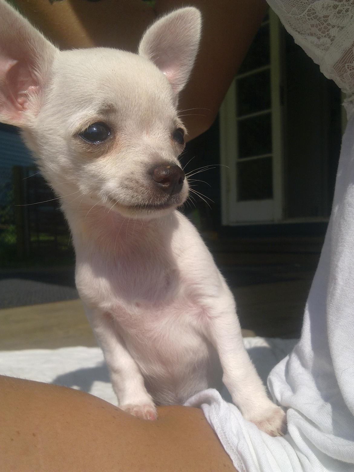 Chihuahua malou billede 11