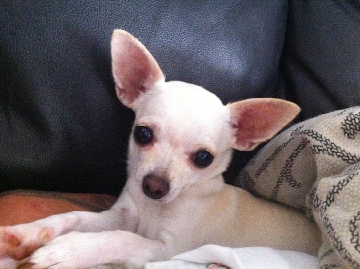 Chihuahua malou billede 12