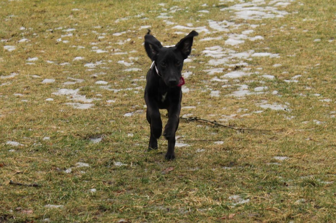 Blanding af racer Addie billede 14