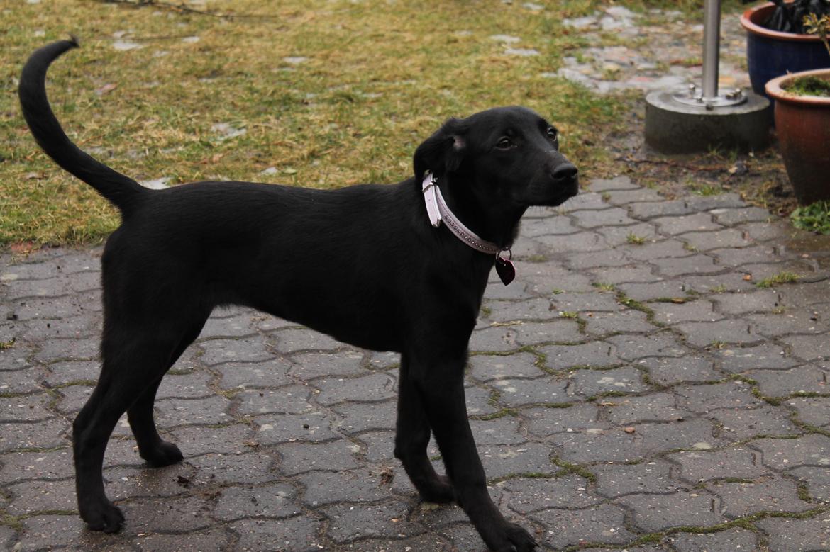 Blanding af racer Addie billede 5