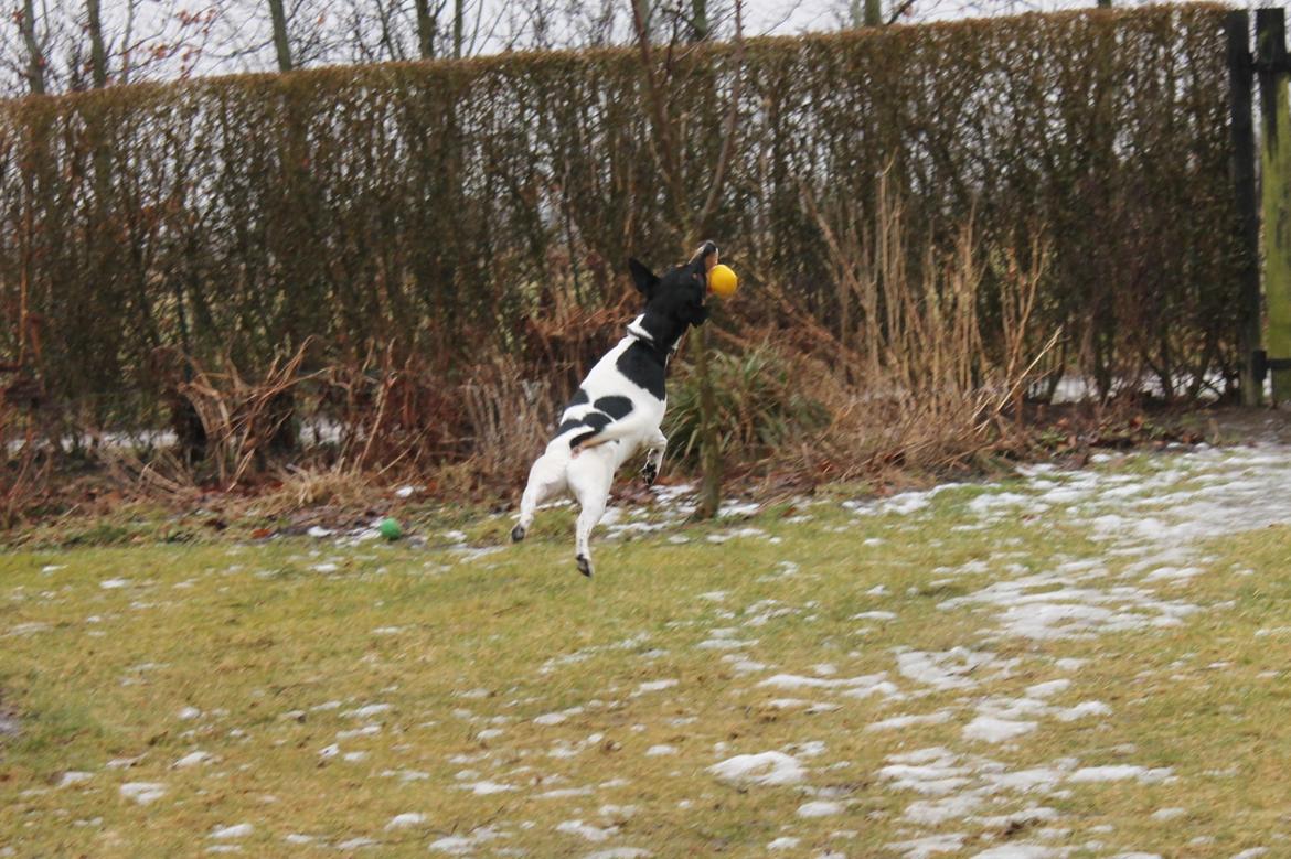 Foxhound Fimbe billede 17