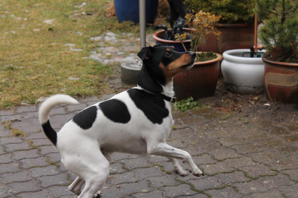 Foxhound Fimbe billede 18