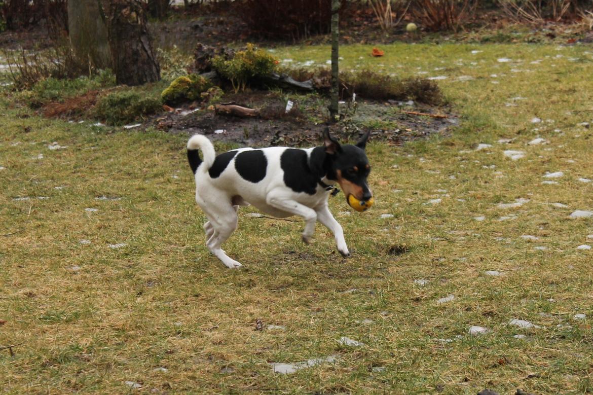 Foxhound Fimbe billede 19