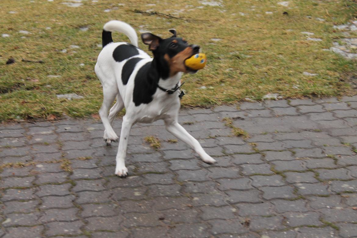 Foxhound Fimbe billede 20