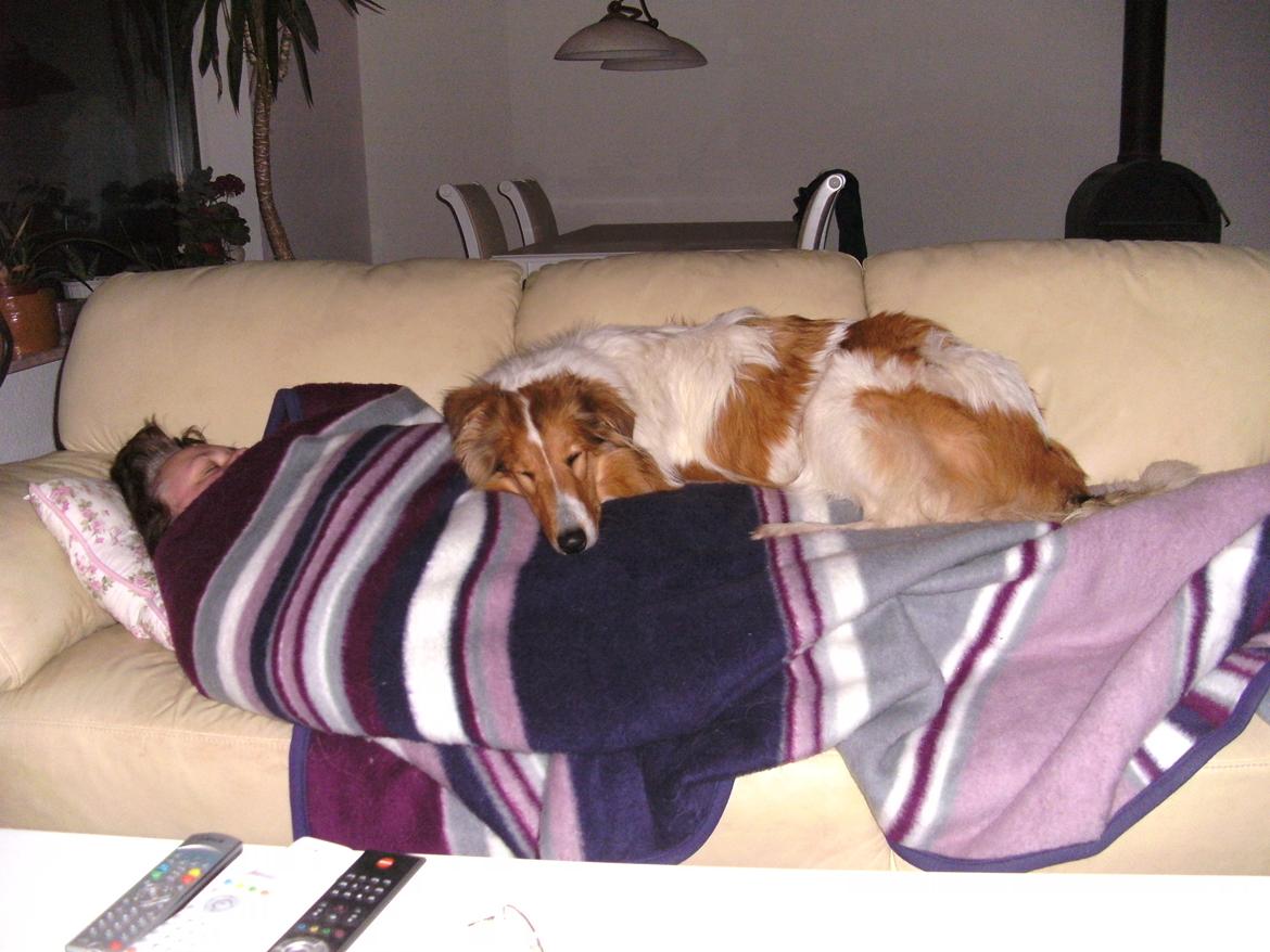 Collie langhåret Fie billede 5