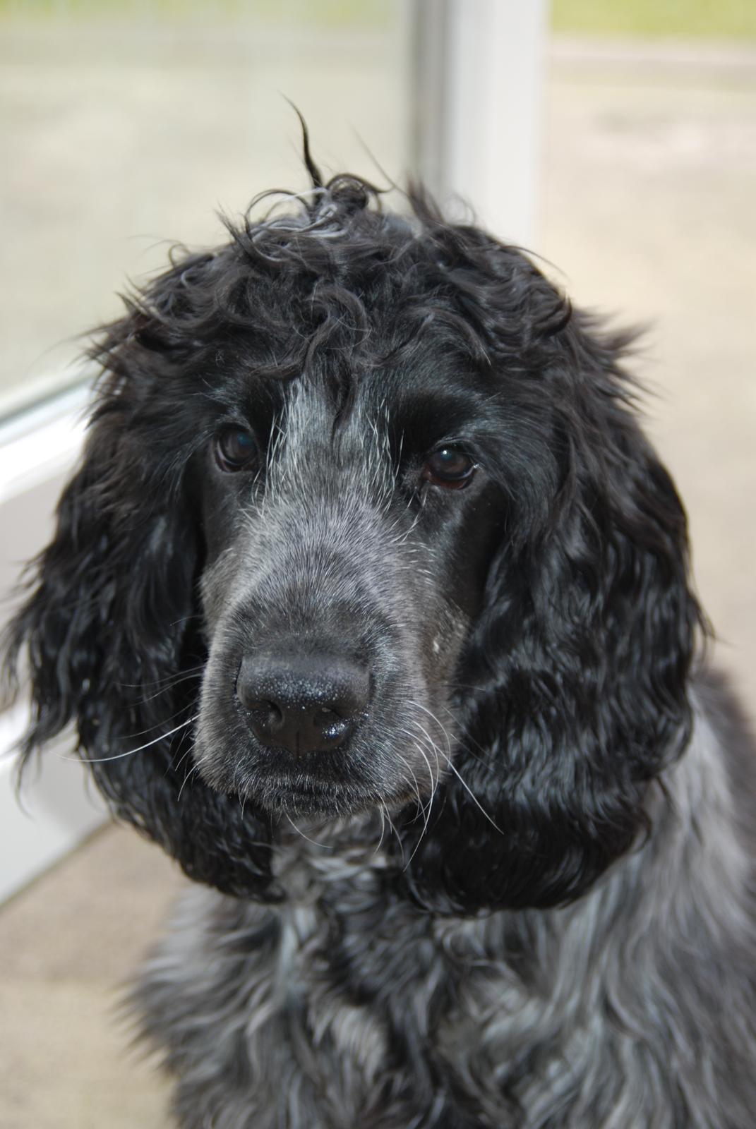 Cocker spaniel Silke - 5 månder hun har lide været ude og lege med hendes bold <3

tak for kigget :-) billede 10