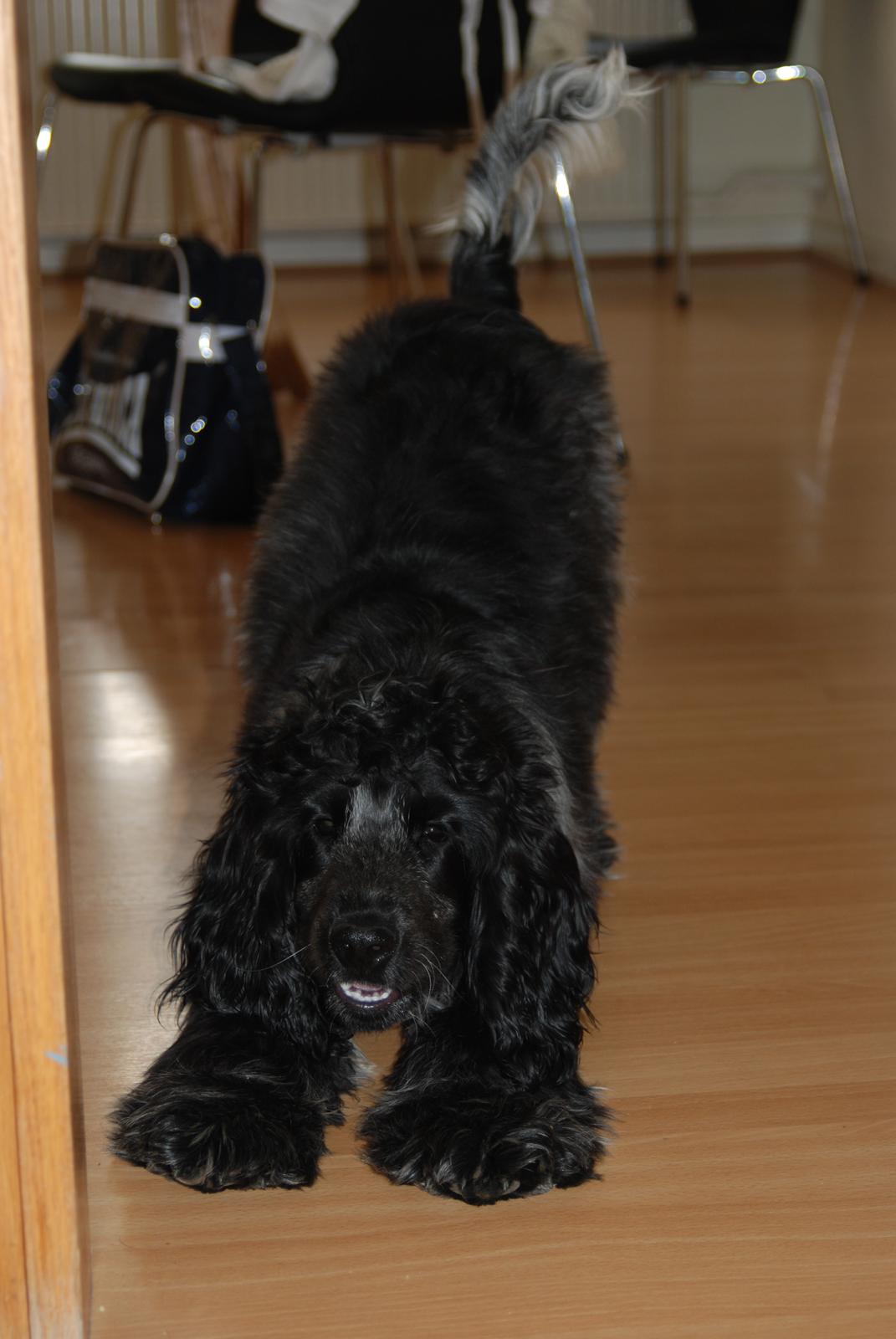 Cocker spaniel Silke - jeg skal lige strakke mig <3 billede 8