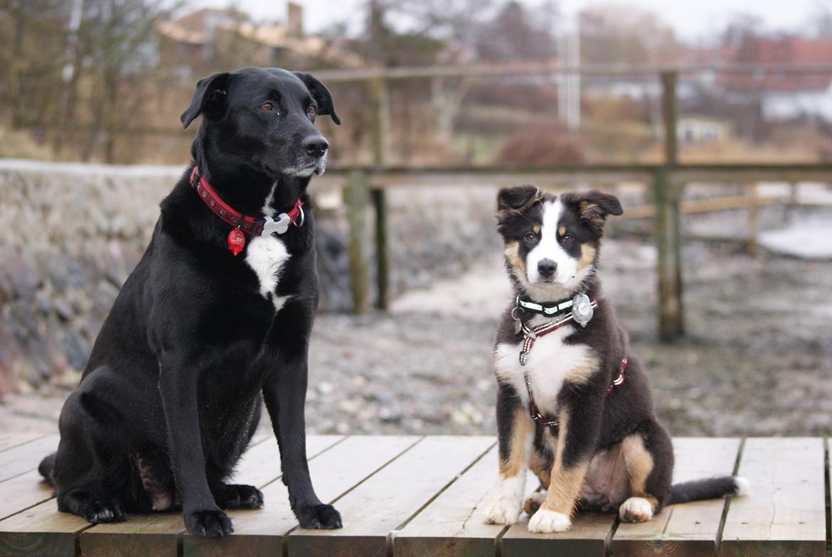 Australian shepherd Mille - med min plaje mor ida på standen, jeg er snart lige så stor som dig ida mor  billede 12