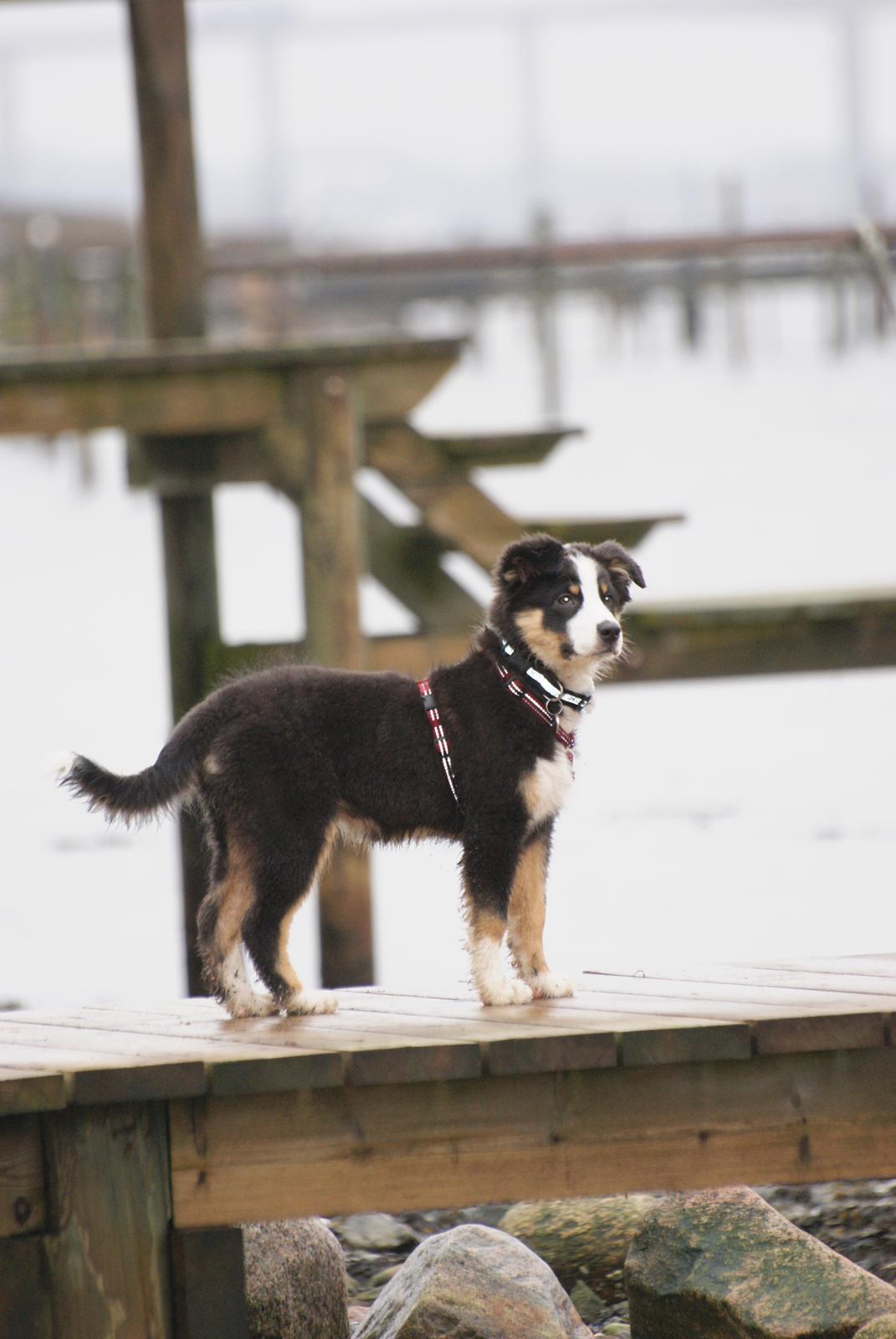 Australian shepherd Mille billede 14