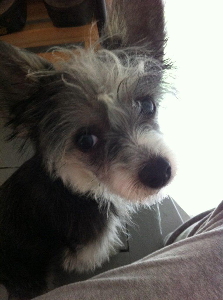 Chinese crested powder puff Balu billede 1