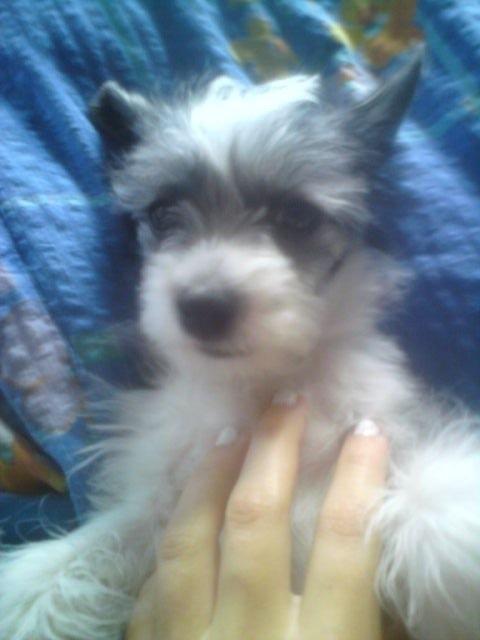 Chinese crested powder puff Balu billede 2
