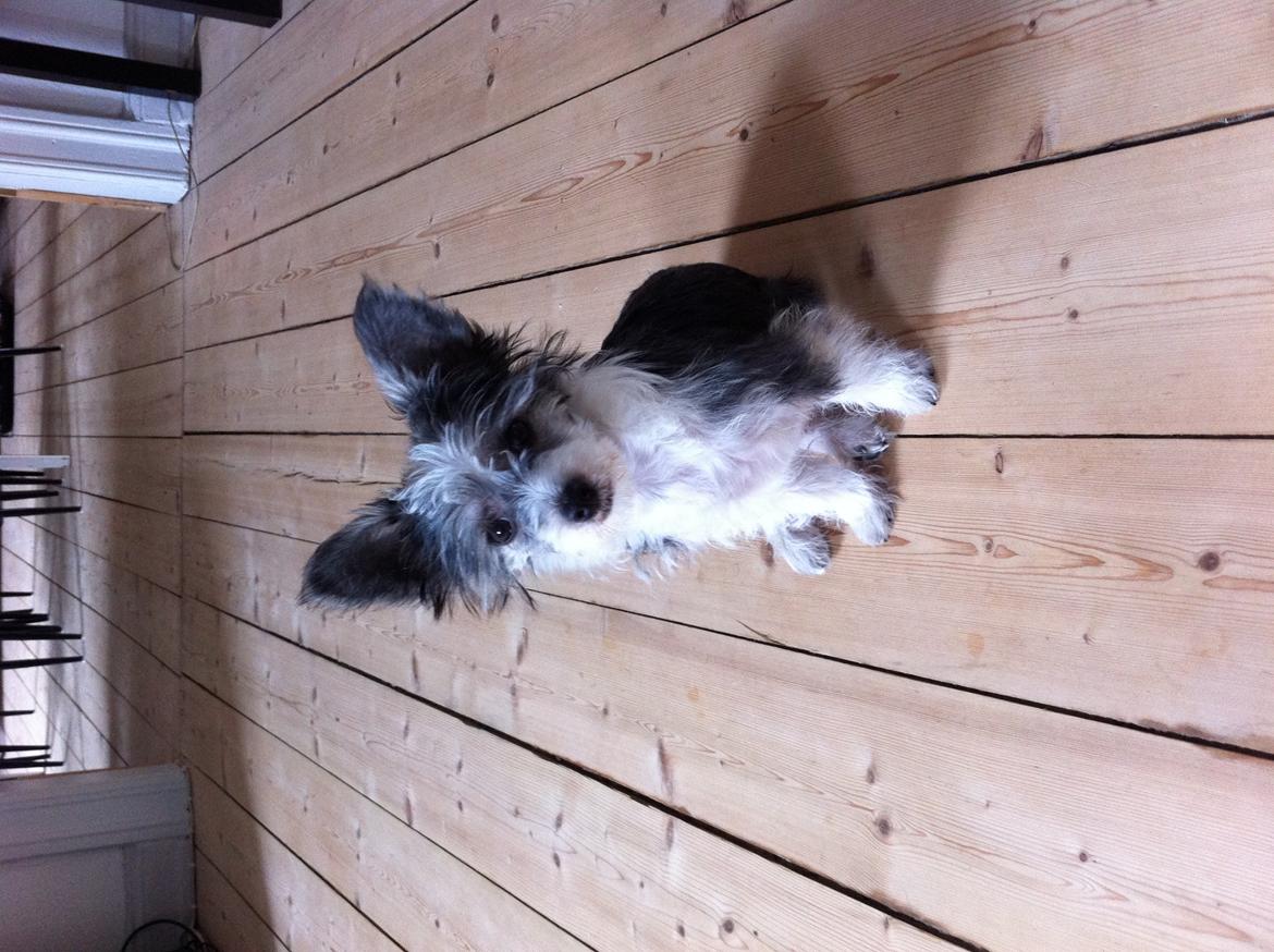 Chinese crested powder puff Balu billede 3