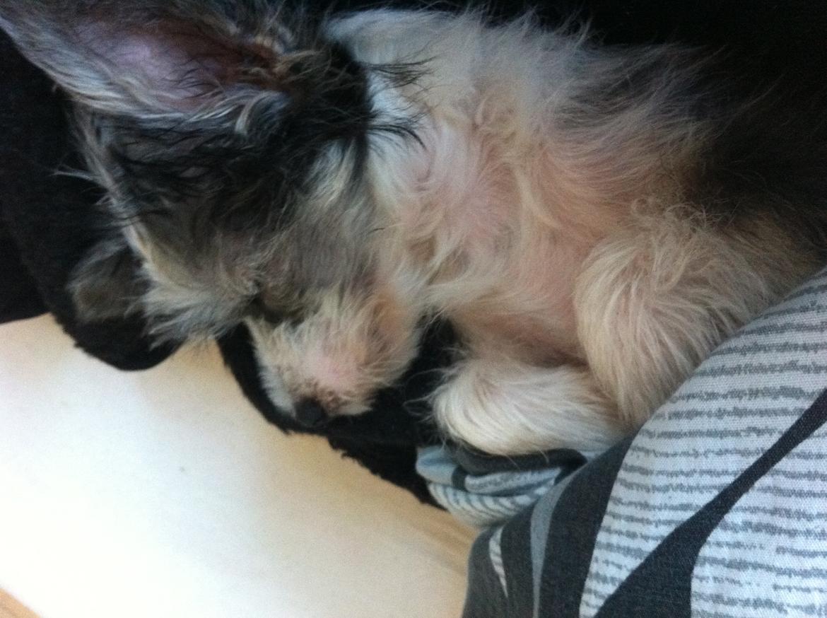 Chinese crested powder puff Balu billede 4