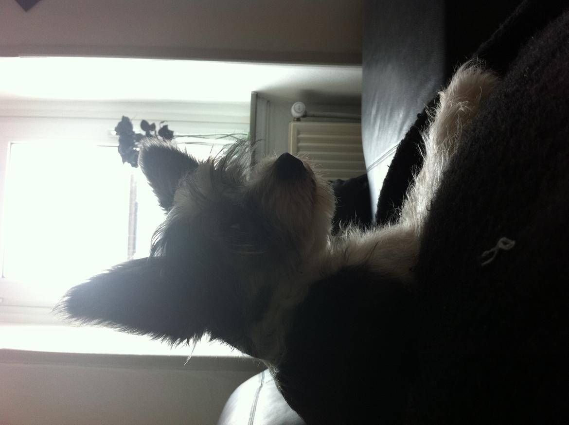 Chinese crested powder puff Balu billede 5