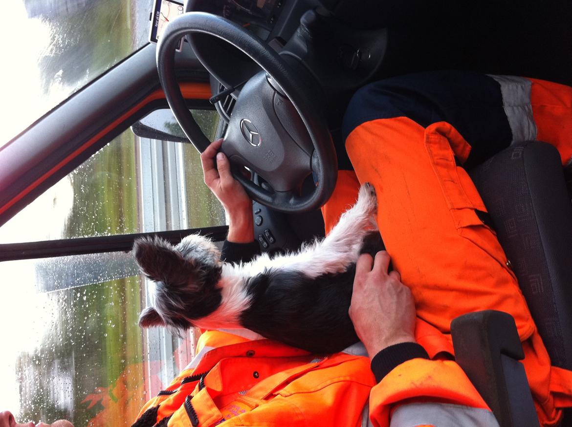 Chinese crested powder puff Balu - Det er fars hund så selvf er han til tider med på arbejde :-D billede 6