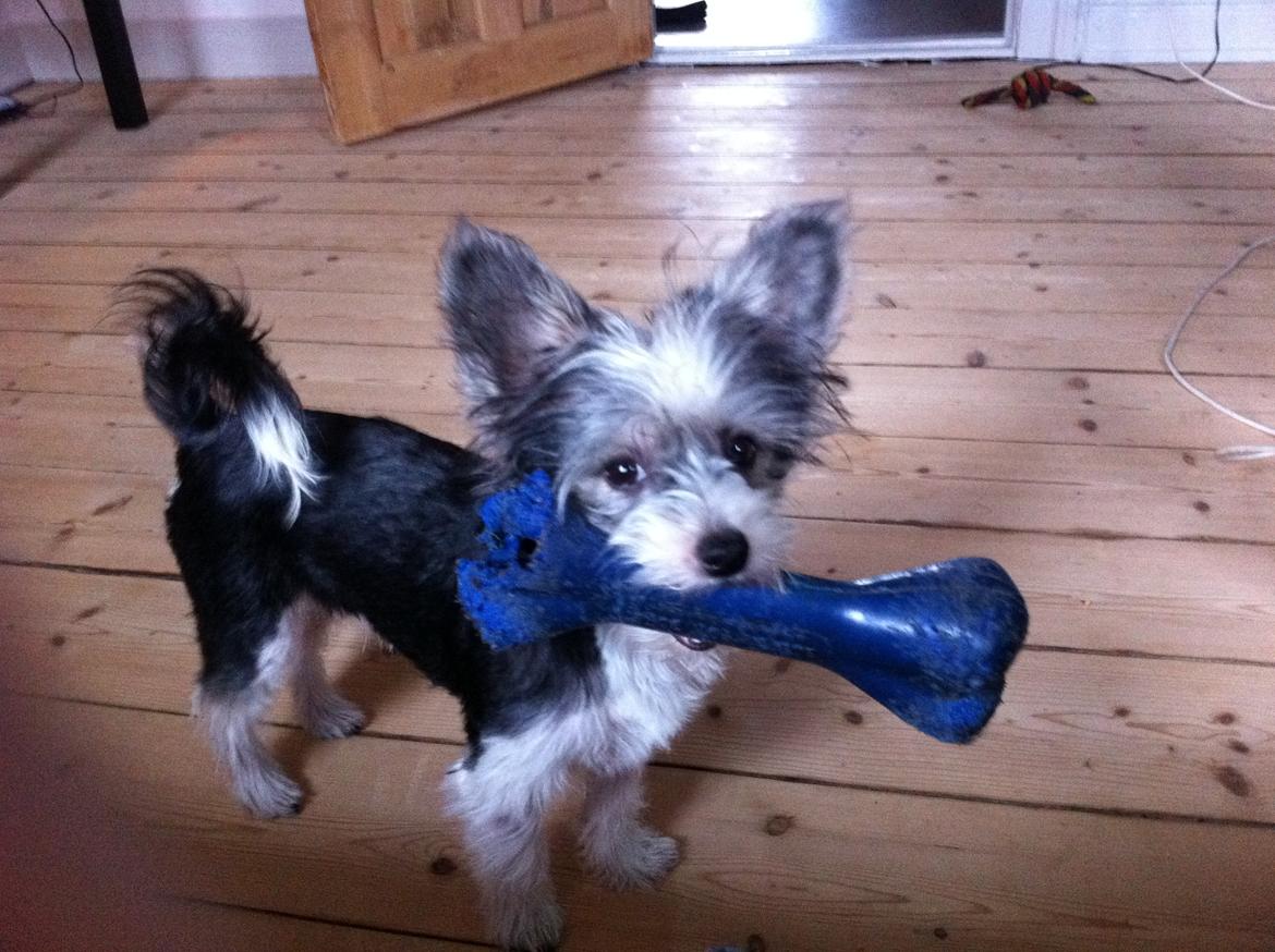 Chinese crested powder puff Balu billede 7