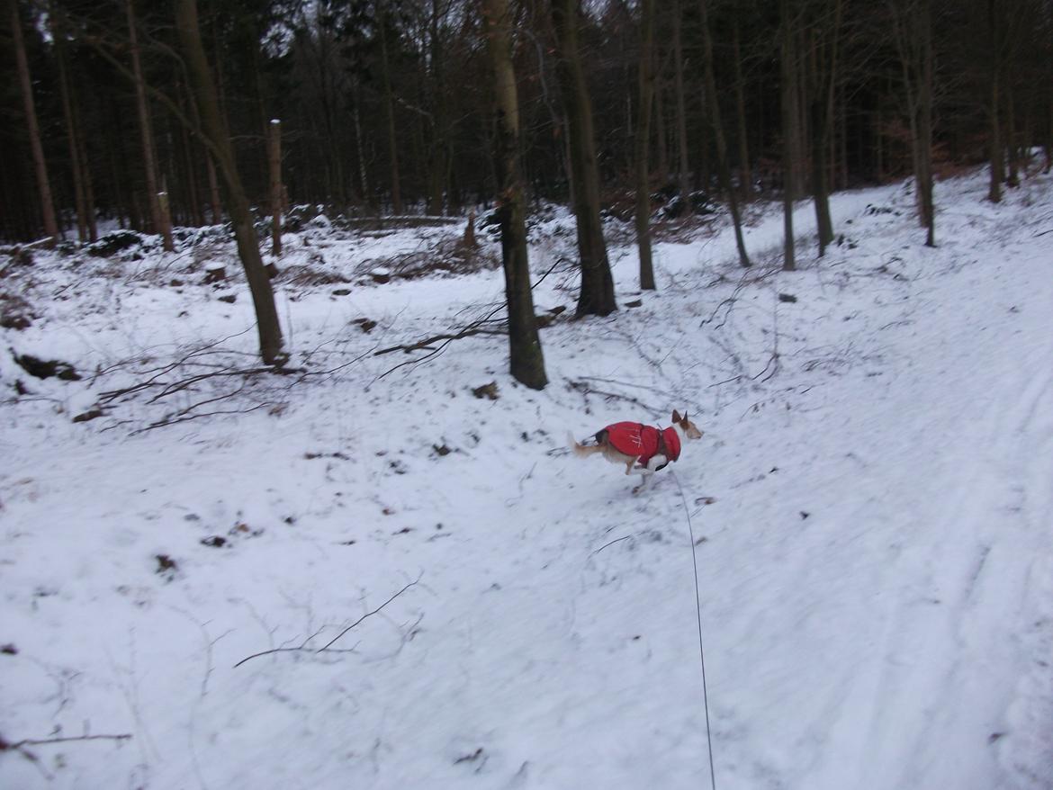 Podengo portugues medio Viola - Fuld fart billede 12