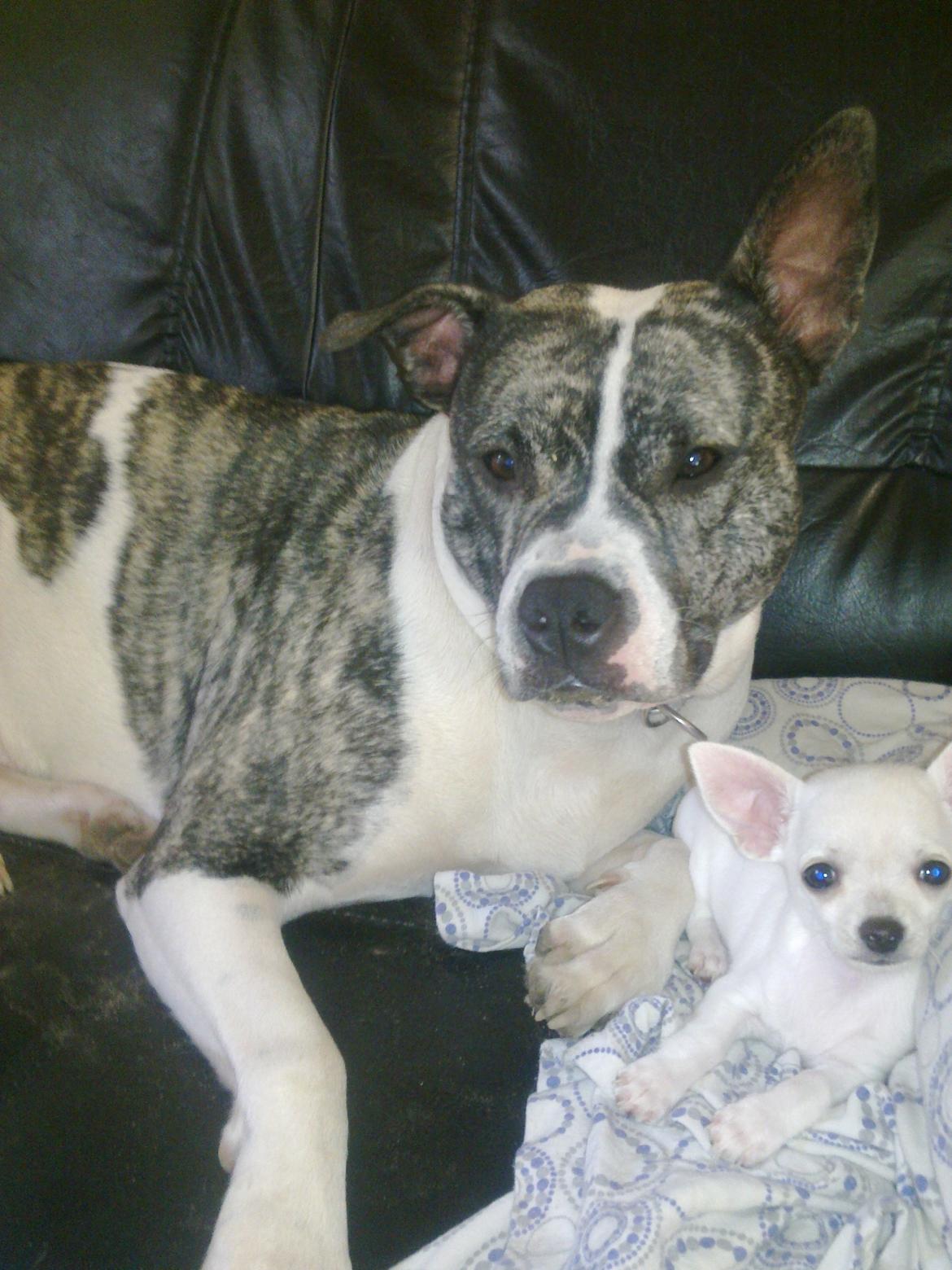 Chihuahua malou billede 13