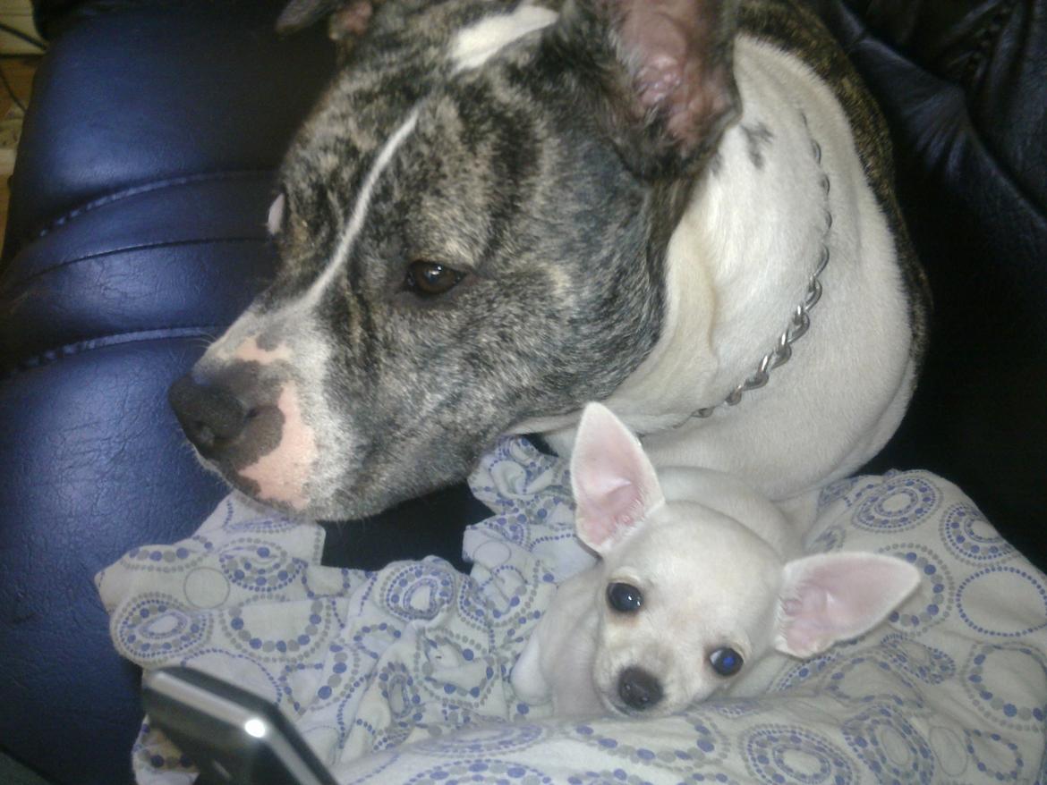 Chihuahua malou billede 14