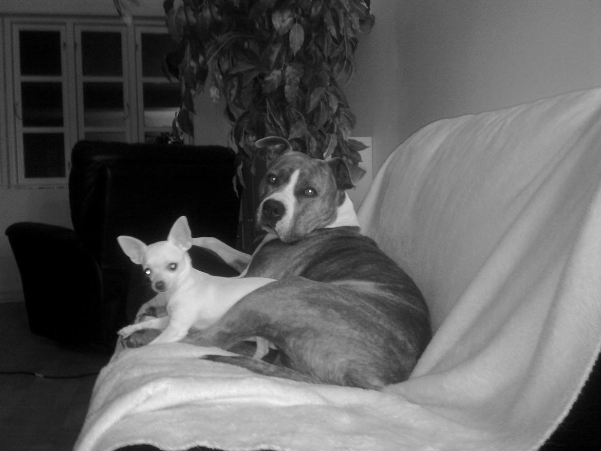 Chihuahua malou billede 15