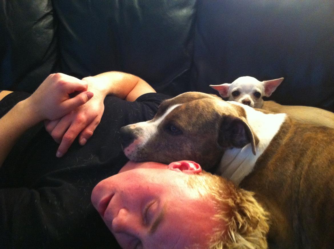 Chihuahua malou - familiehygge er det bedste lou ved ;) billede 16