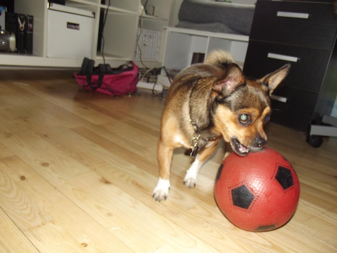 Blanding af racer Mille billede 19