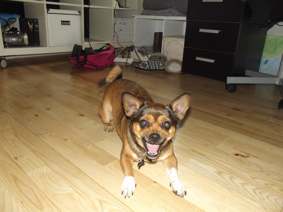 Blanding af racer Mille billede 20