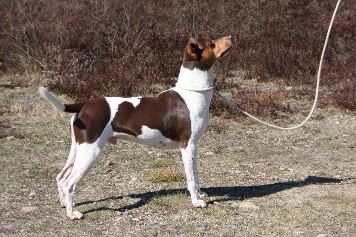 Terrier Brasileiro Jyvämäen Zimbro billede 1