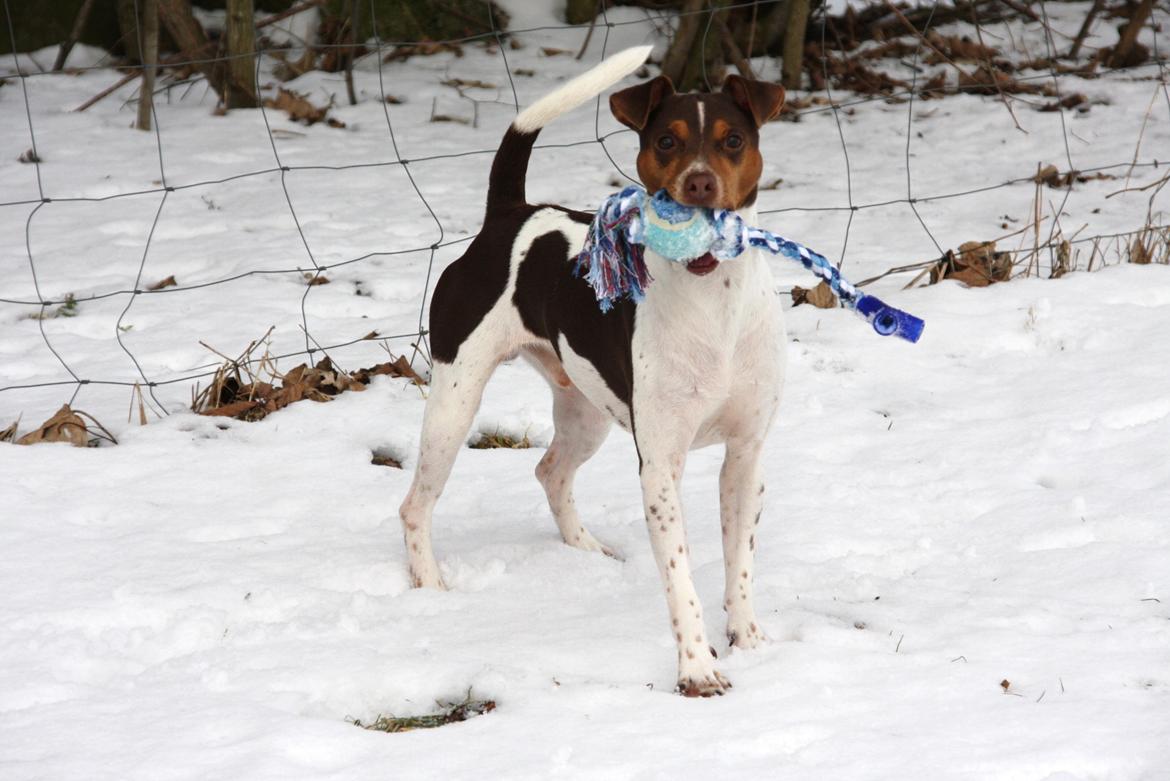 Terrier Brasileiro Jyvämäen Zimbro billede 2