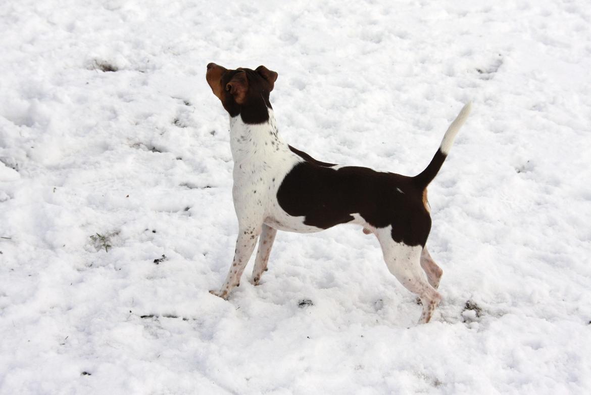 Terrier Brasileiro Jyvämäen Zimbro billede 3