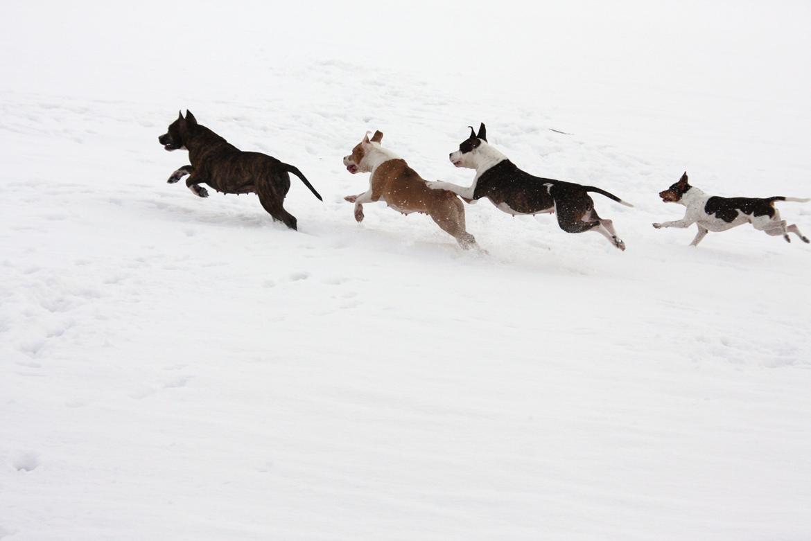 Terrier Brasileiro Jyvämäen Zimbro billede 4