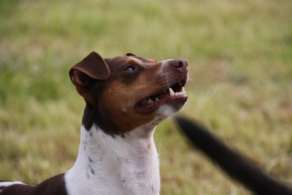 Terrier Brasileiro Jyvämäen Zimbro billede 6