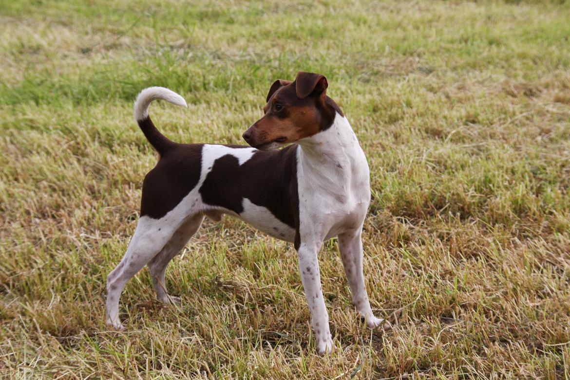 Terrier Brasileiro Jyvämäen Zimbro billede 7
